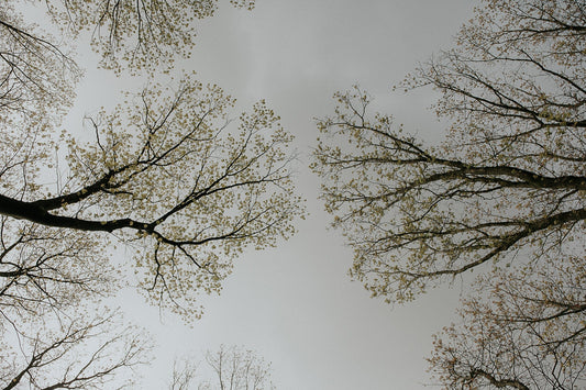 UPCOMING: gratitude walk with picnic