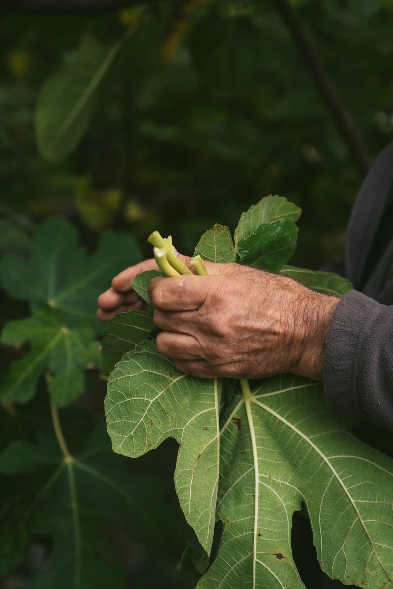 organic kombucha - fig leaves