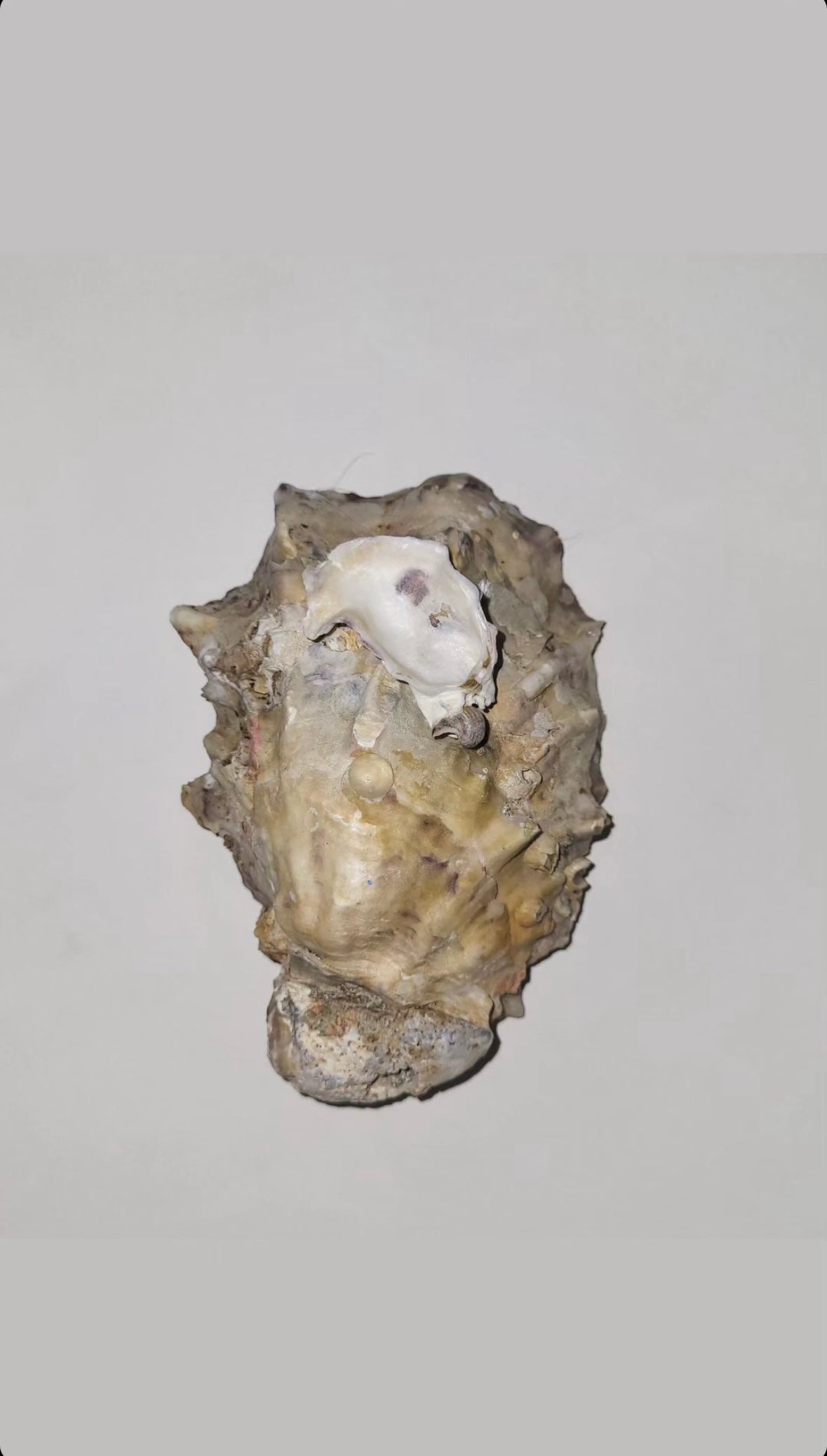 perle oyster candle