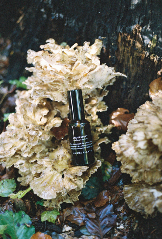 understory natural perfume