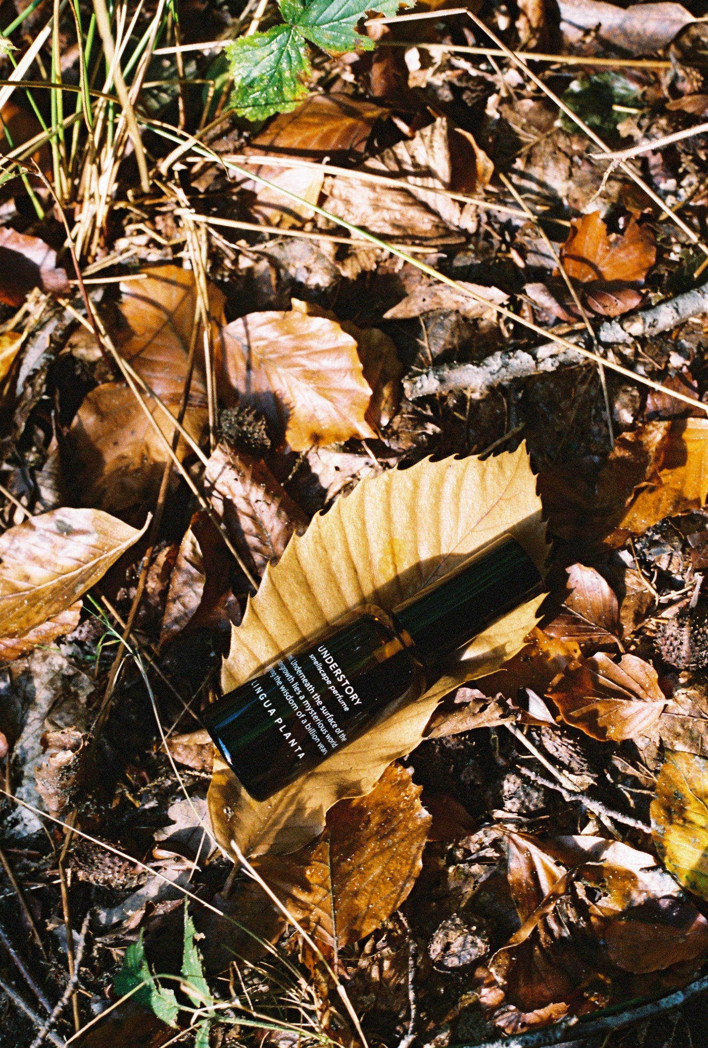 understory natural perfume