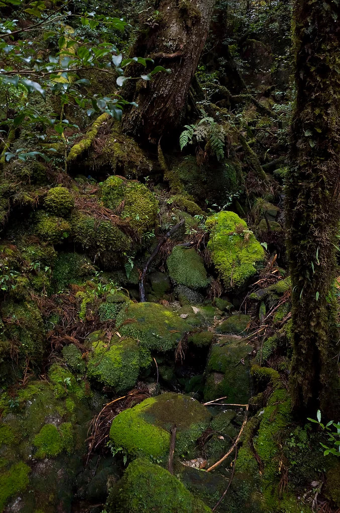 ambient scent: forest bathing