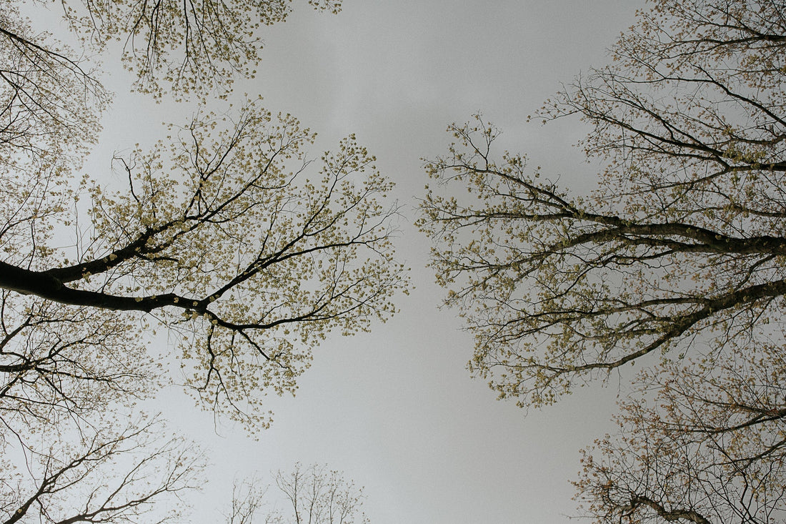 UPCOMING: gratitude walk with picnic