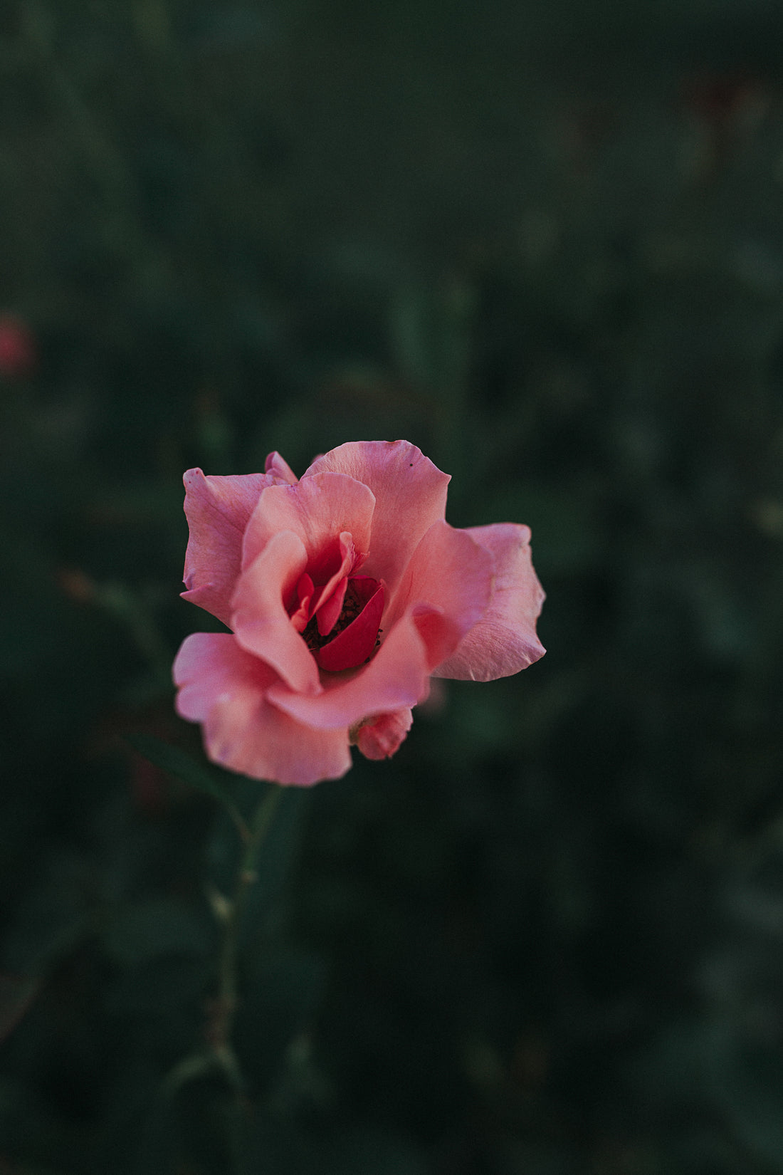 a rose gathering with Helene