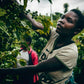 gitesi - rwanda - washed