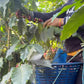 el tesoro - guatemala - washed