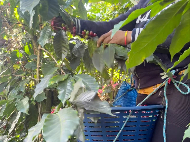 el tesoro - guatemala - washed