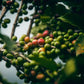 gitesi - rwanda - washed