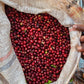 kelloo lalesa - ethiopia - washed