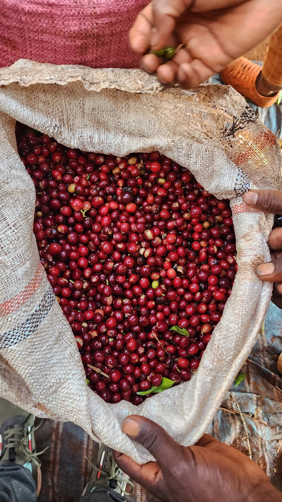 kelloo lalesa - ethiopia - washed