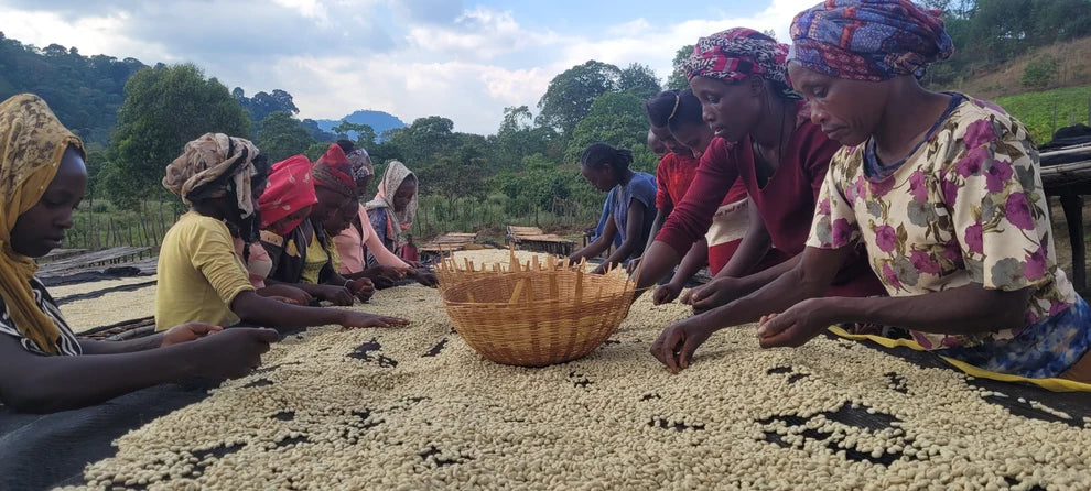 kelloo lalesa - ethiopia - washed