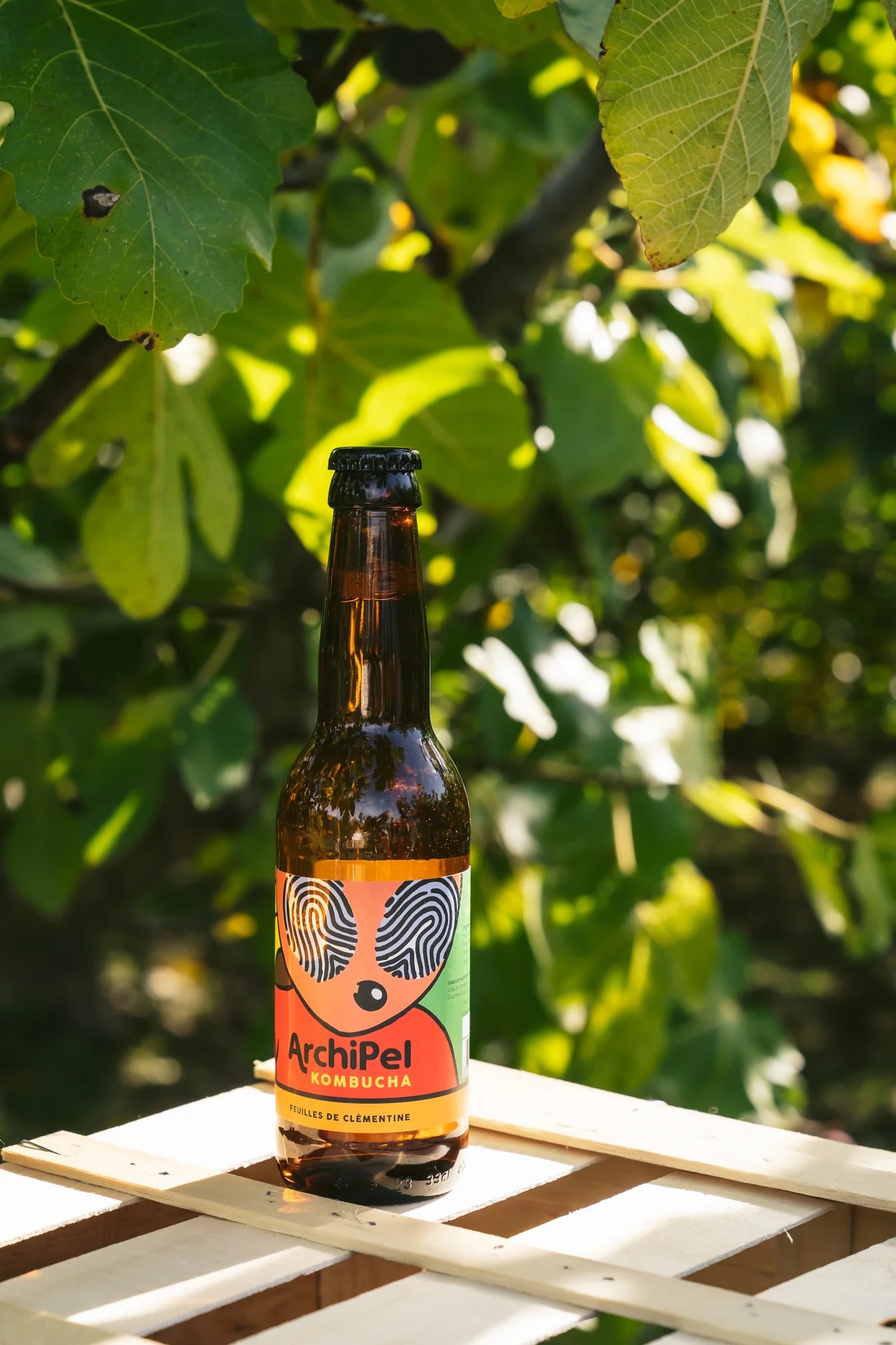 organic kombucha - clementine leaves