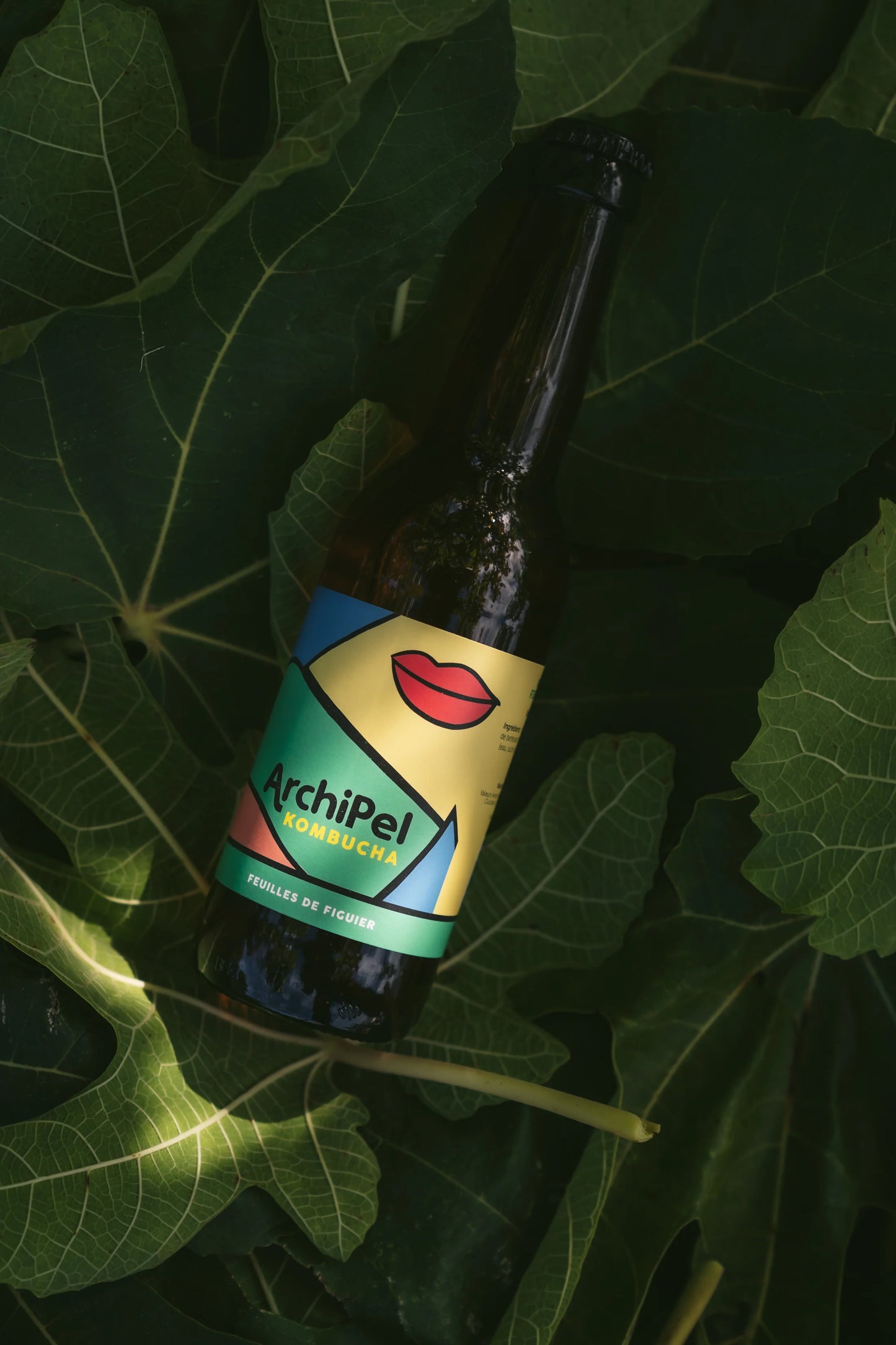 organic kombucha - fig leaves