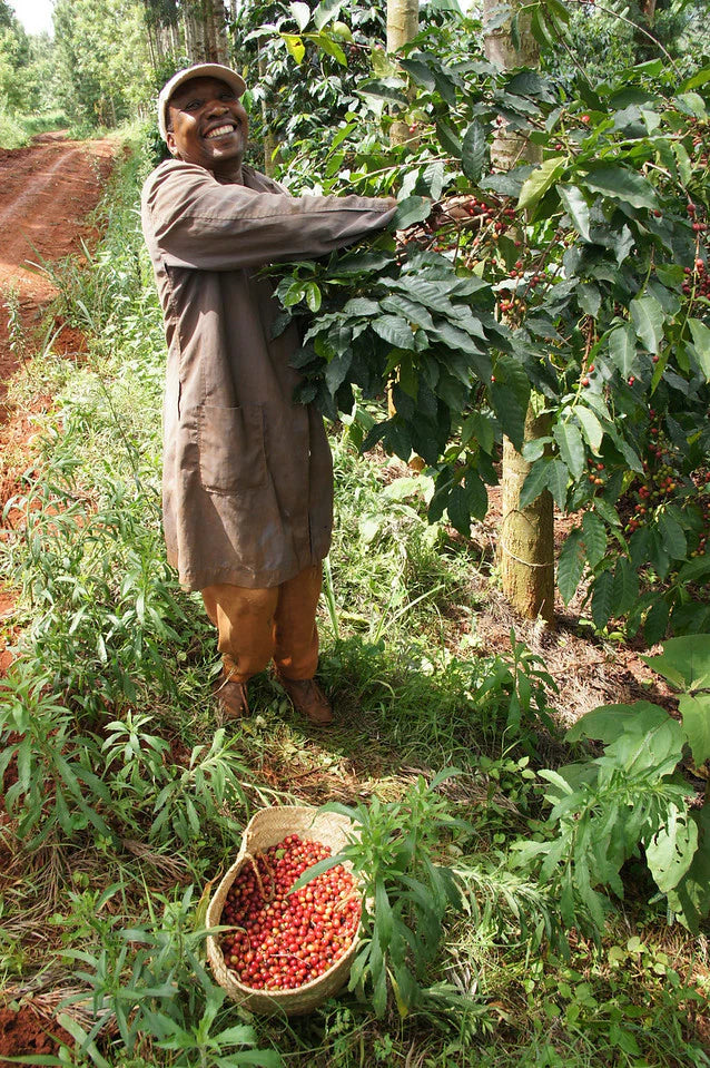 ab gikirima - kenya - washed