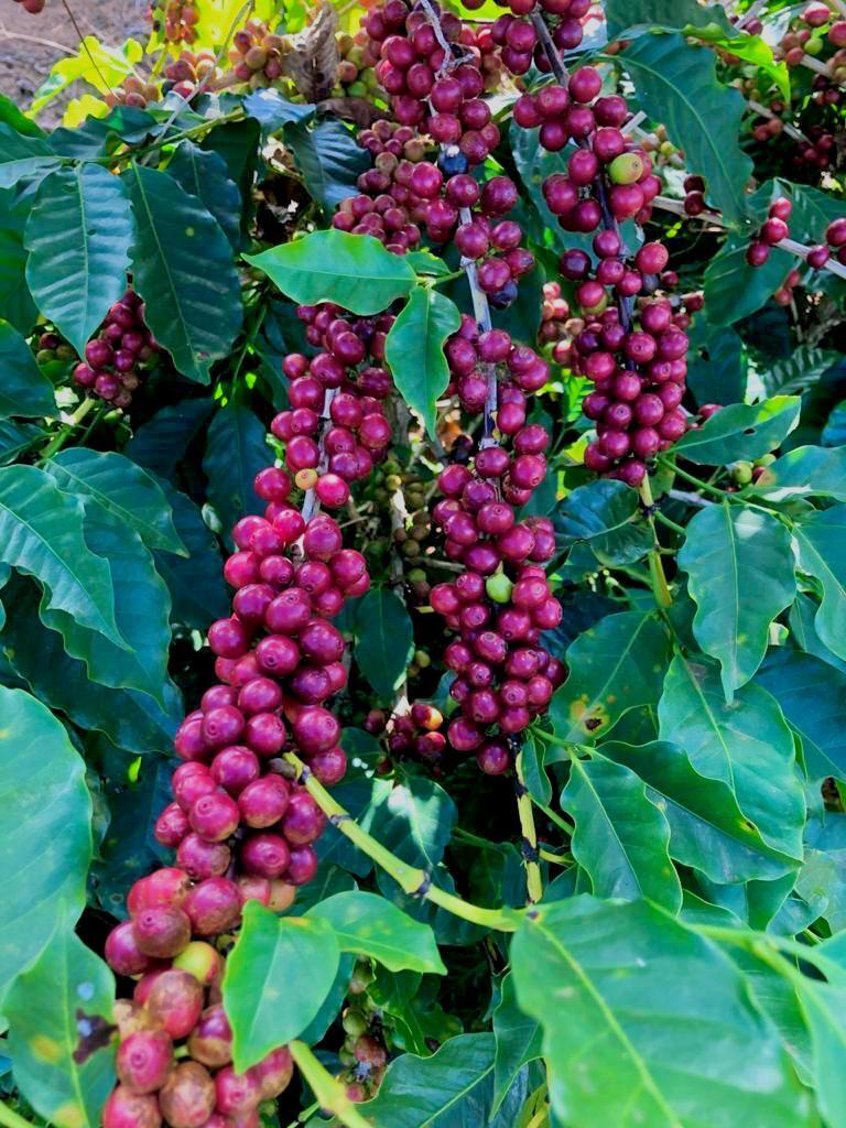 das almas - brazil - anaerobic natural