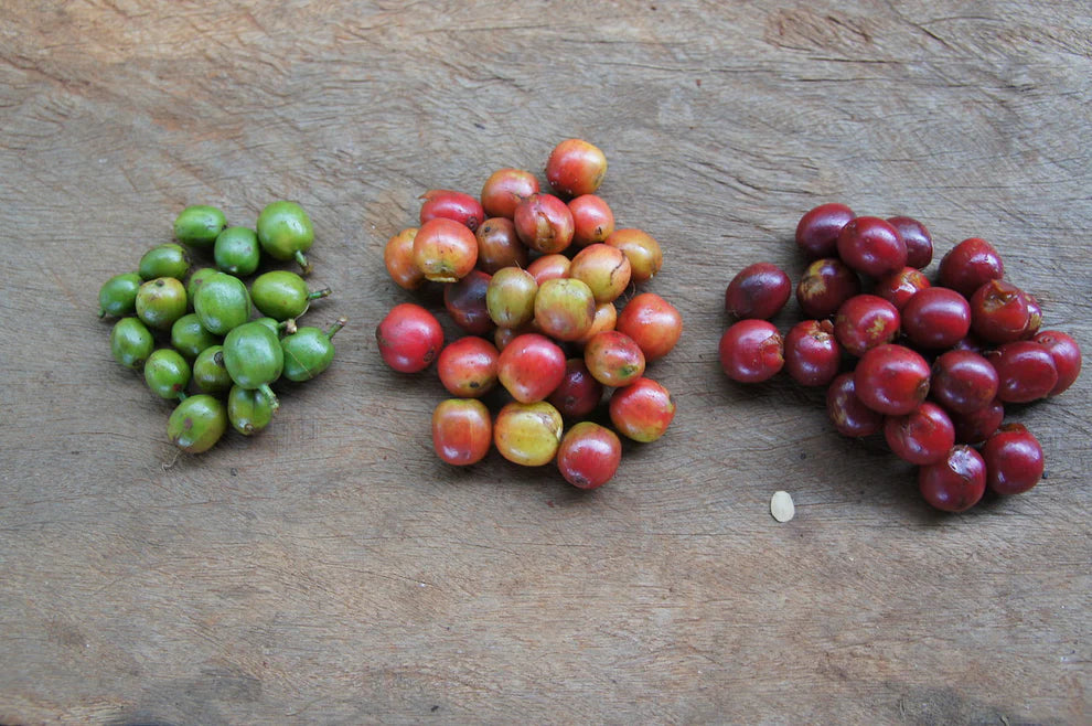 ab gikirima - kenya - washed