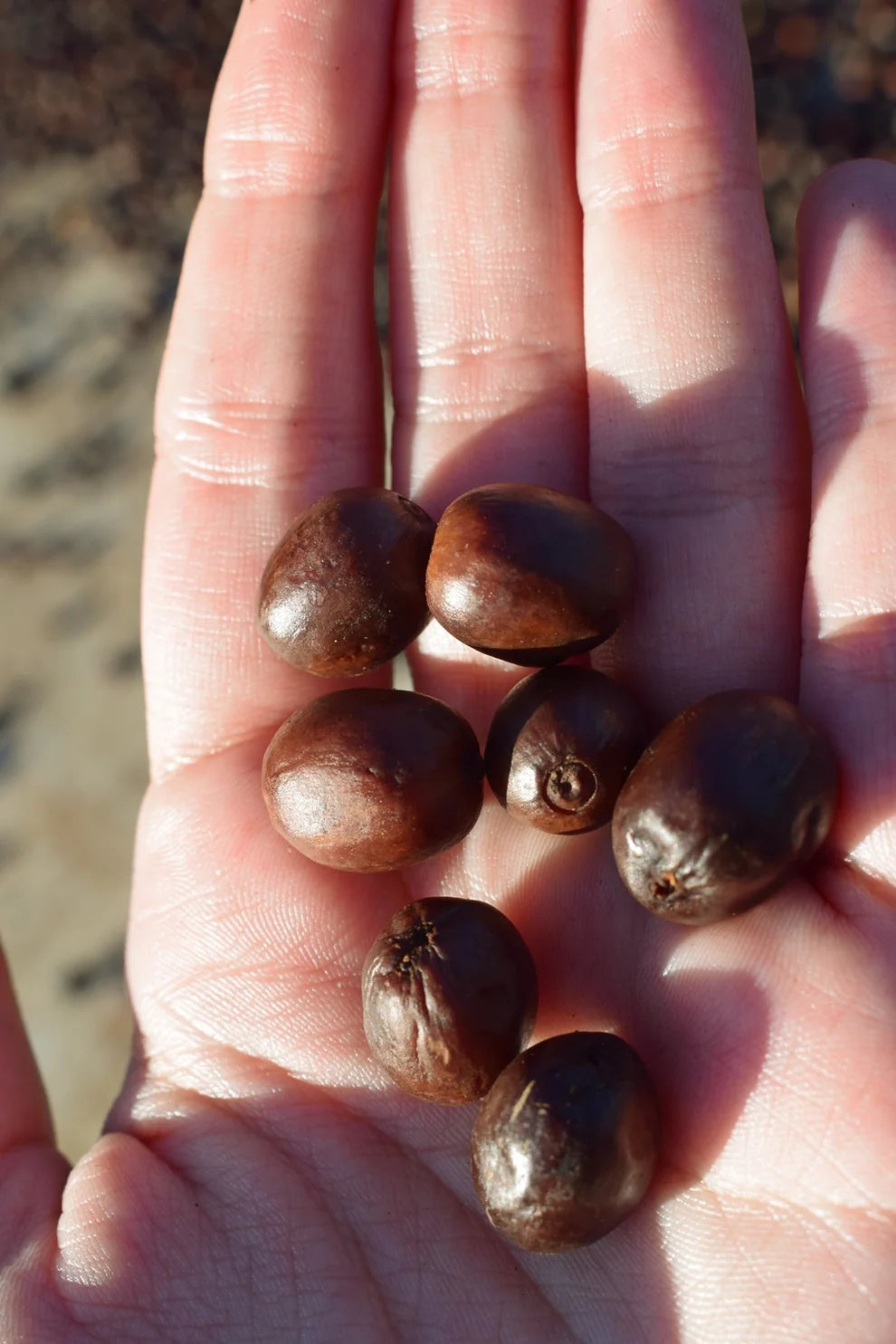 das almas - brazil - anaerobic natural